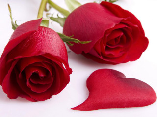 Red roses heart stem white - a red rose free wallpaper