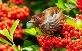Bird branch berries background ecological - berry free wallpaper