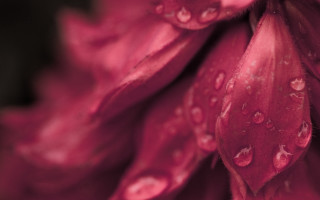 Flower water droplets macro photorealism - petal free wallpaper