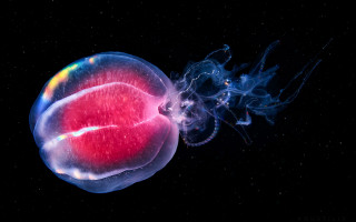 Jellyfish redspot bluejellyfish holography bioluminescence - bioluminescence free wallpaper