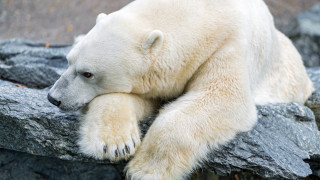 Polar bear rock outdoors ecological - a polar bear free wallpaper