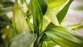 Green plant leaves macro bokeh - a green plant free wallpaper