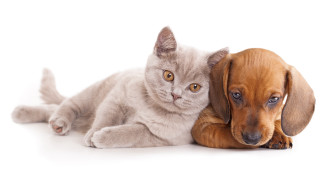 Cat dog shiba white background - a cat and a dog free wallpaper