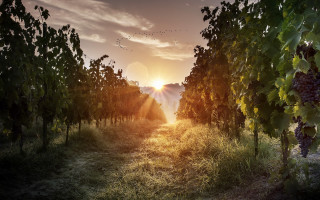 Vineyard sunset birds clouds nature - a sun free wallpaper