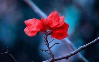 Red flower forest macro photography - the dark forest free wallpaper