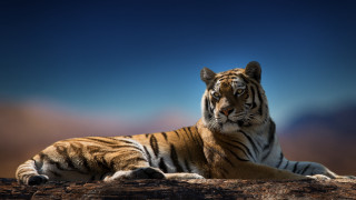Tiger rock night sky clouds - a tiger free wallpaper