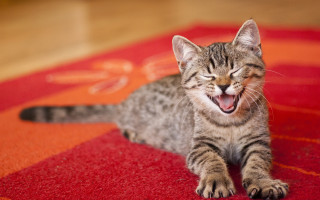 Kitten yawning rug red carpet - a red carpet free wallpaper