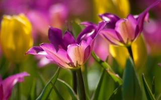 Purple yellow flower field macro - erin hanson free wallpaper