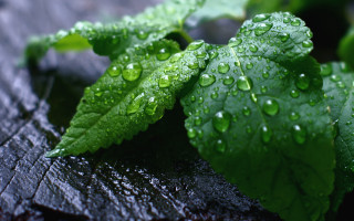 Leaf water droplets macro nature - a close up of a leaf free wallpaper