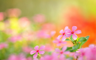 Pink flower field blurry background - a field of flowers free wallpaper