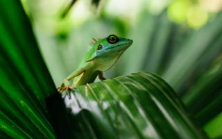 Green lizard leaf forest nature - background of leaves free wallpaper