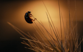 Bug plant yellow background macro - a yellow background behind free wallpaper