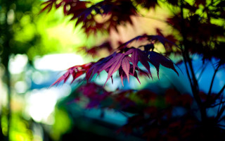 Purple plant red leaves garden - a blue car free wallpaper