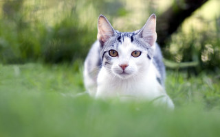 Curious cat walking grass outdoors - curious free wallpaper
