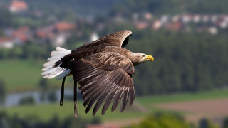 Bird wings hillside green bokeh - lush free wallpaper