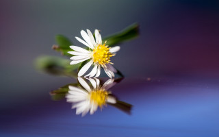 Flower reflection dandelion sunflower macro - reflection free wallpaper
