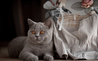 Cat basket rose cloth bag - a rose free wallpaper