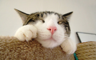 Cat laying couch eyes closed - the pillow free wallpaper