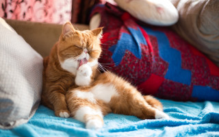 Cat glamor pose blurry background - felix octavius carr darley free wallpaper