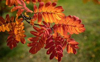 Fall leaves nature macro neo - the fall season free wallpaper