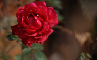 Red rose garden macro shallow - a blurry background of leaves free wallpaper
