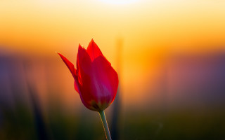 Red flower sunset gradient blurry - a sunset sky free wallpaper