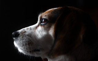 Dog lighting macro animal blackbackground - neoplasticism free wallpaper