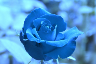 Blue rose vase water blurry - a vase free wallpaper