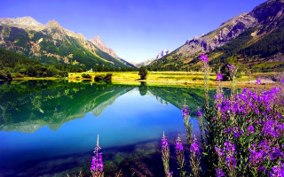 Lake mountains meadow purple flowers - beautiful free wallpaper for desktop