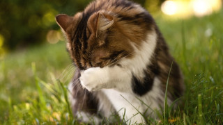 Cat grass paw closed eyes - its head in free wallpaper