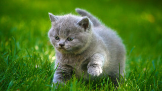Kitten grassy field cute blurry - a pastel free wallpaper
