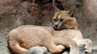 Cat sleeping rock zoo enclosure - a rock wall behind free wallpaper
