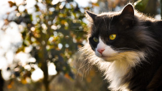 Black cat yellow eyes portrait 2 - cat free wallpaper