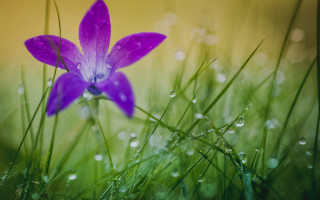 Purple flower water drops macro 3 - a purple flower free wallpaper