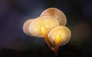 Three mushrooms ground bioluminescence macro - the ground together free wallpaper