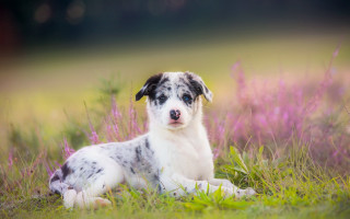 Dog field flower grass blurry - elke vogelsang free wallpaper