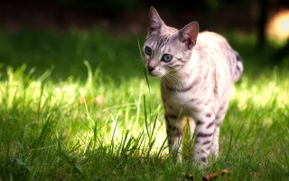 Cat field blurry background tiltshift - a blurry background of trees and grass free wallpaper