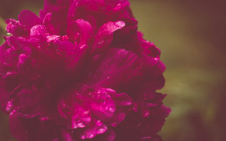 Pink flower water droplets impressionist - bracha l. ettinger free wallpaper
