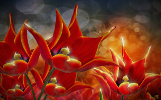 Red flower blurry background light - red flower free wallpaper