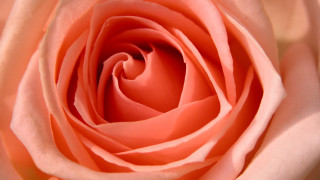 Pink rose macro photography blurry - a pink rose free wallpaper