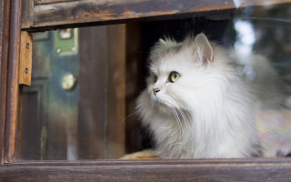 White cat window sill night - a window sill free wallpaper