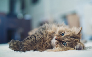 Kitten blue eyes rococo background - a portrait free wallpaper