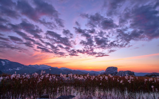 Flower field sunset clouds mountains - a field of flowers free wallpaper