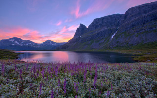Sunset mountain lake purple flowers - the foreground and a mountain range in the background free wallpaper