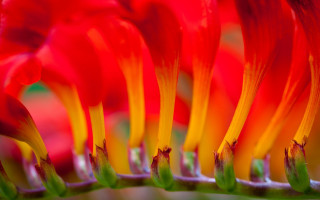 Flower red yellow green macro - a green stem in the foreground free wallpaper