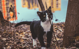 Black white cat tree forest - cat free wallpaper