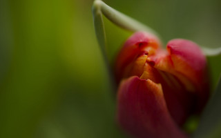Red flower green background macro 9 - a green background and a blurry background behind free wallpaper