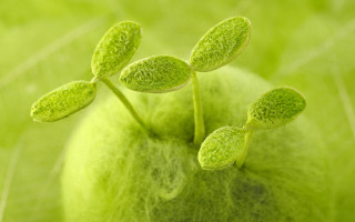 Green apple leaves blurry background - a green apple free wallpaper