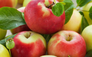 Apples leaves harvest vibrant blurry - fall vibrancy free wallpaper