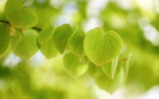 Green leaf branch bokeh naturalism - a green leafy tree branch free wallpaper